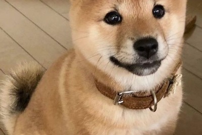 Продажа щенков сиба ину