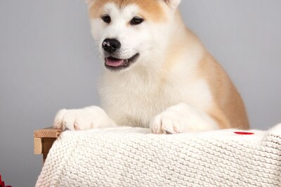 Предлагается прекрасная девочка Акита ину по приятной стоимости