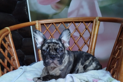 Красивый мальчик французский бульдог