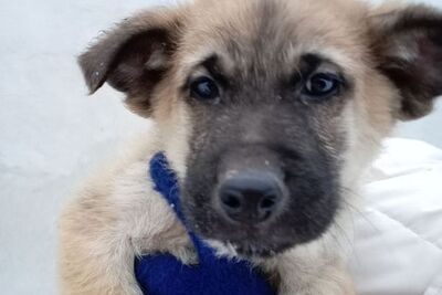 Щенки от немецкой овчарки