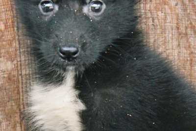 Куплю лайку щенка зсл или рел с документами