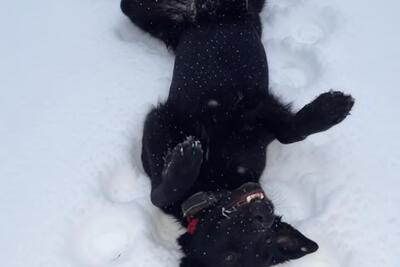 Блэки ждет любящих хозяев!