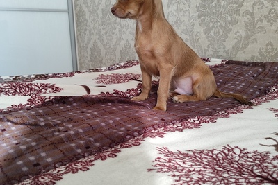 Мальчик чихуахуа красивого окраса