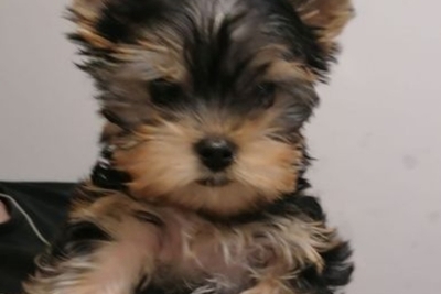 Маленький друг Йорк