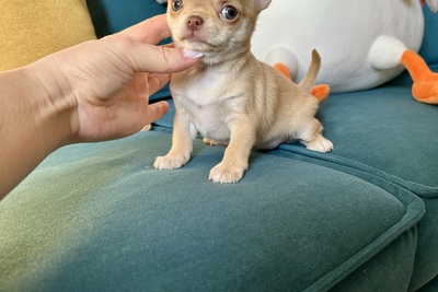 Красавица чихуахуа кобби тип