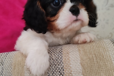 Кавалер кинг чарльз спаниель мальчик