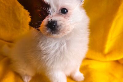 Щенки папильона.