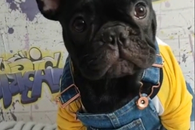 Щенок французского бульдога