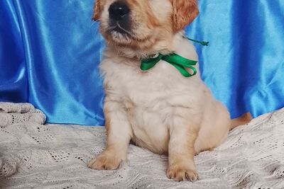 Мальчики золотистого ретривера