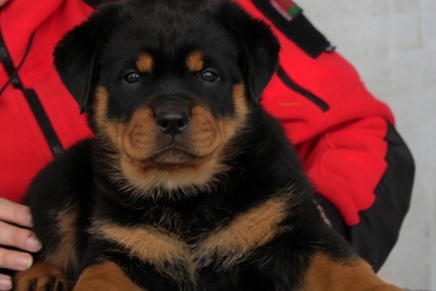 щенки ротвейлера