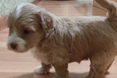 Продаются щенки мальтипу