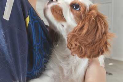 Кавалер Кинг Чарльз Спаниель