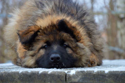 Зонарные щенки немецкой овчарки