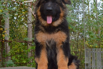 щенки немецкой овчарки длинношерстные