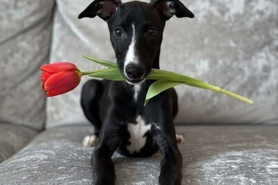 Щенок уиппета