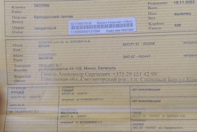 Продам Кобеля белоруско-гончаго