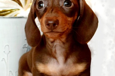 Такса кроличья