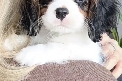 Кобель кавалер кинг Чарльз спаниель