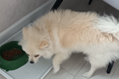 Продается шпиц