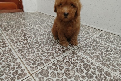 Карликовый пудель(мелкий)