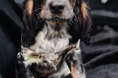 Русский спаниель