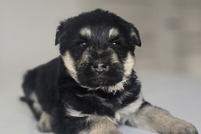 Щенок мальчик в дар!