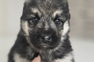 Щенок в дар!