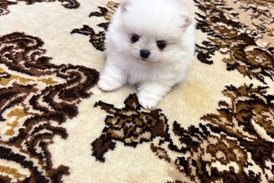 Померанский шпиц( тикап)