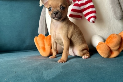 Девочка чихуахуа