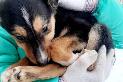 Щенки из сарая в дар, ищут дом! Срочно!