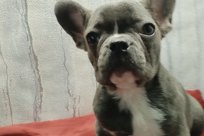 Французский бульдог девочка голубого окраса