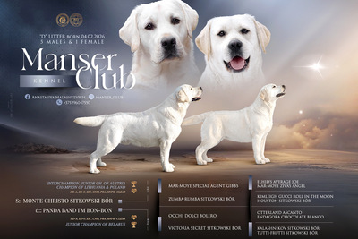 Щенки лабрадор ретривер