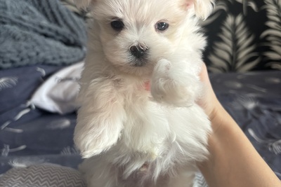 Щенок мальтийской болонки (мальчик)БРОНЬ