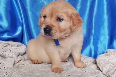 Мальчики золотистого ретривера