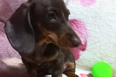 Миниатюрные таксы, мальчики с родословными!