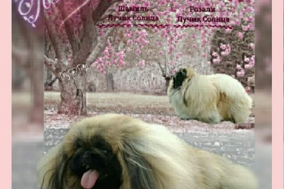 Пекинес  вязка