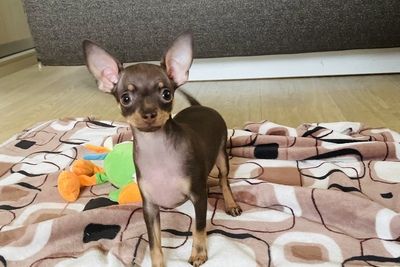 Той-терьер Русский той