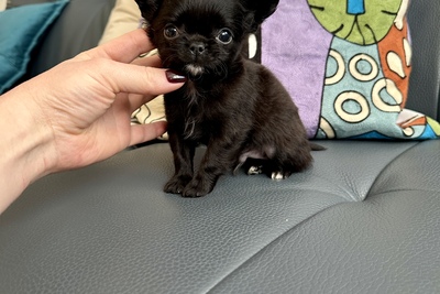 Мини мальчик чихуахуа