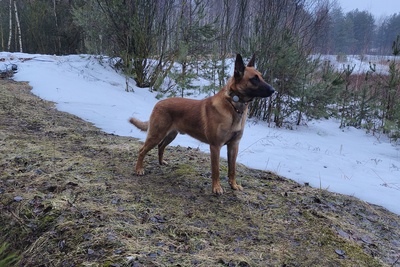 Малинуа ждёт невесту.