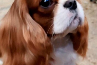 Кавалер кинг чарльз спаниель . Кобели для вязки