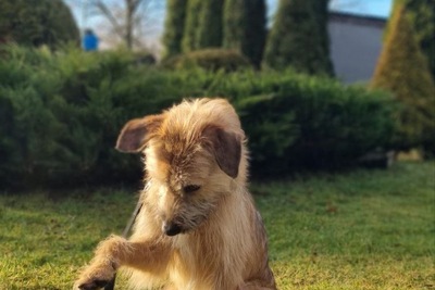 Собака в добрые руки