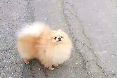 Мальчик померанского шпица