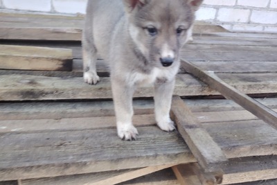 Продаётся щенок западносибирской лайки девочка