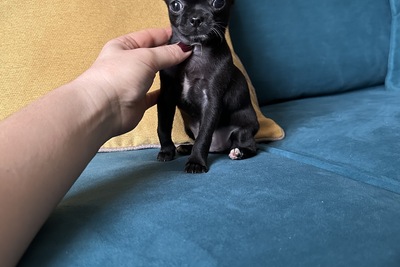 Красотка уголек чихуахуа