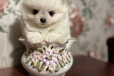 Померанский шпиц