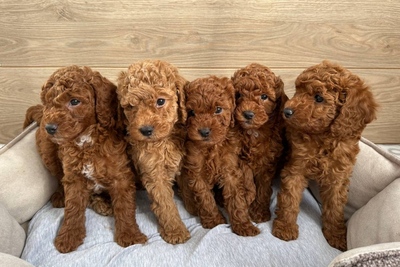 Той пудель окраса Red Braun