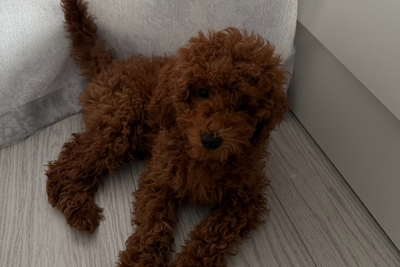 Карликовый пудель