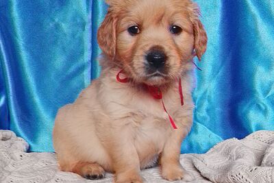 Мальчики золотистого ретривера