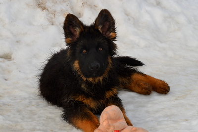 щенки немецкой овчарки длинношерстные