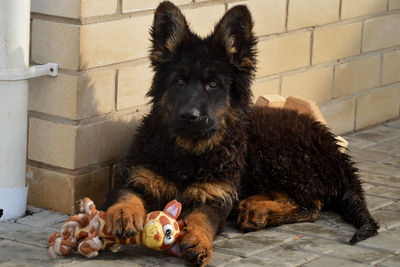 щенки немецкой овчарки д\ш